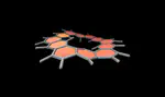 The molecular ring